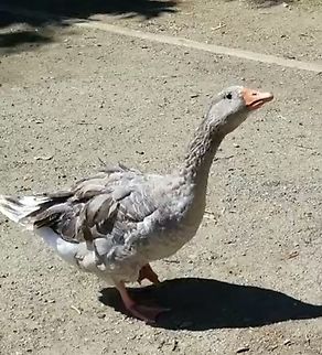 American buff goose  American buff goose,Anser anser,Domestic goose,Geotagged,Greylag goose,Summer,United States