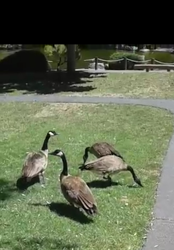 Branta canadensis, Canadian geese  Branta canadensis,Canada goose,Canadian Geese,Geotagged,Summer,United States
