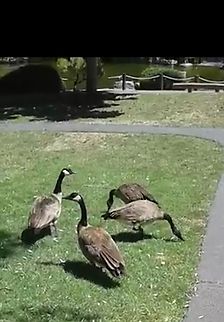 Branta canadensis, Canadian geese  Branta canadensis,Canada goose,Canadian Geese,Geotagged,Summer,United States