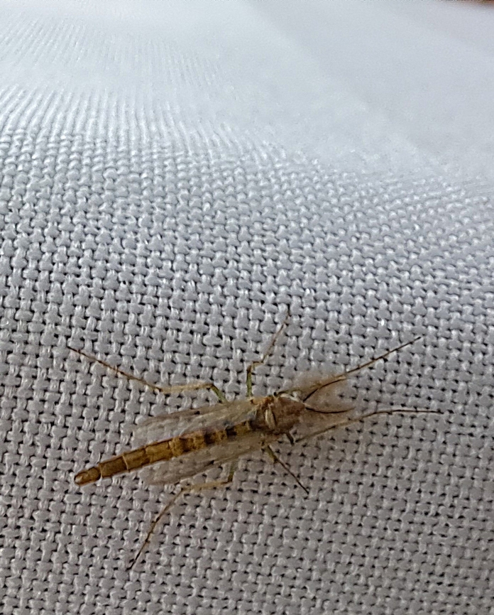 Chironomus The male has a fuzzy antenna. Buzzer Midge,Chironomidae,Chironomus,Chironomus plumosus,Geotagged,Summer,United States,male,midge,rice fly