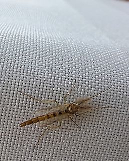 Chironomus The male has a fuzzy antenna. Buzzer Midge,Chironomidae,Chironomus,Chironomus plumosus,Geotagged,Summer,United States,male,midge,rice fly