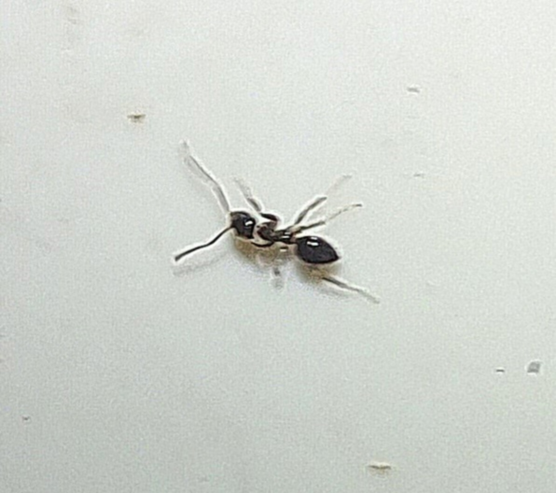 Lasius niger, black garden ant Scout in the kitchen. Black garden ant,Geotagged,Lasius niger,Summer,United States