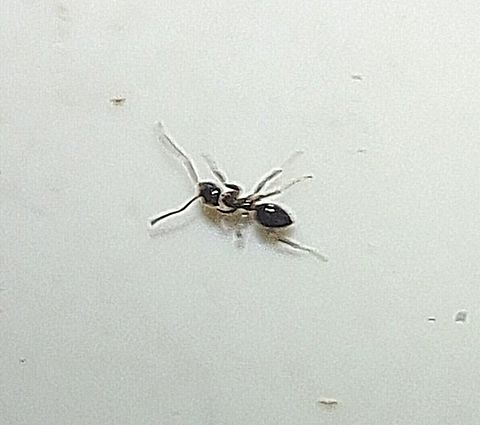 Lasius niger, black garden ant Scout in the kitchen. Black garden ant,Geotagged,Lasius niger,Summer,United States