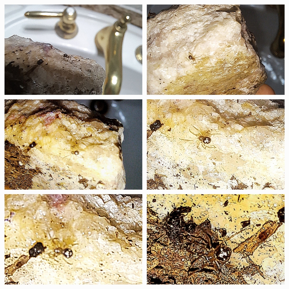 Triangulate cobweb spider Very tiny. Blends with the dirt, and like a fussy kid, won&#039;t stay still for pictures. Geotagged,Triangulate cobweb spider,United States,spider