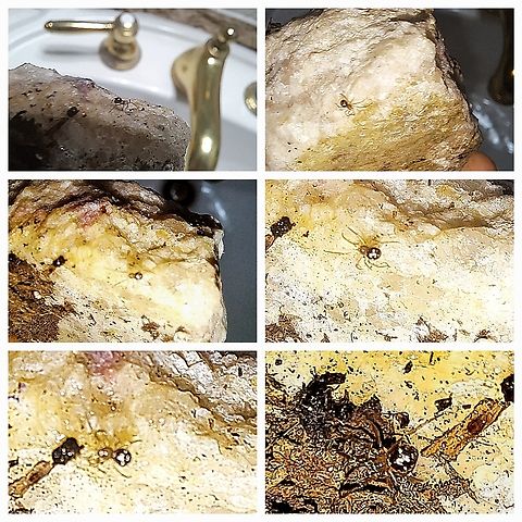 Triangulate cobweb spider Very tiny. Blends with the dirt, and like a fussy kid, won't stay still for pictures. Geotagged,Triangulate cobweb spider,United States,spider