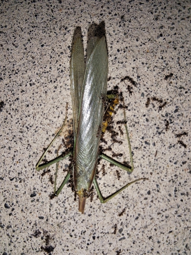 A praying mantis who has seen better days My assumption:male. Probably eaten part way by a female before the ants finish him off.  Fall,Geotagged,Lasius,United States,black garden ants,praying mantis