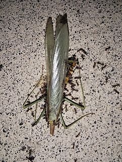 A praying mantis who has seen better days My assumption:male. Probably eaten part way by a female before the ants finish him off.  Fall,Geotagged,Lasius,United States,black garden ants,praying mantis