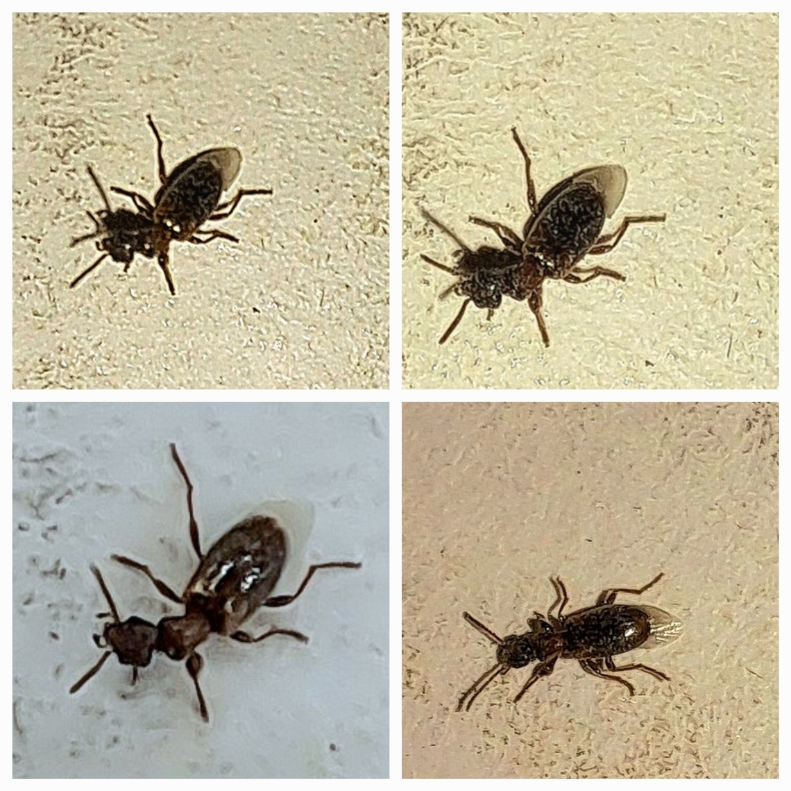 Ant-like beetle Forgive me. I see a bug flying on my box at work. I take a picture.  Most I got was Tomoderinae or Anthicidae. The more research I do trying to figure out what these insects are, the more my skin actually crawls and I'm itching all over. Happy research for those who can figure out this species. It was about 5mm long or so. Ant-like beetle,Geotagged,United States,Vacusus nigritulus