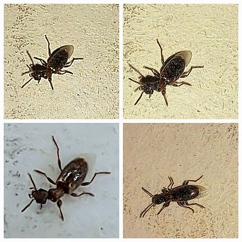 Ant-like beetle Forgive me. I see a bug flying on my box at work. I take a picture.  Most I got was Tomoderinae or Anthicidae. The more research I do trying to figure out what these insects are, the more my skin actually crawls and I'm itching all over. Happy research for those who can figure out this species. It was about 5mm long or so. Ant-like beetle,Geotagged,United States,Vacusus nigritulus