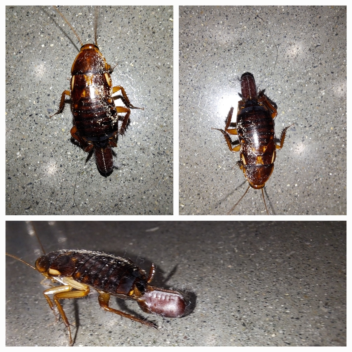 Cockroach with egg case (oothecae) I want to say oriental cockroach. But there are two problems with that. One: I&#039;ve only seen them as black.  This one has markings. Two:Her egg sac looks different from an oriental.  Their&#039;s is smaller, slightly slender with a reddish tone. It has the slight side markings of a Drymaplaneta semivitta, but their body is too dark. Blattidae,Blattodea,Cockroach,Female,Geotagged,Shelfordella lateralis,Turkestan cockroach,United States,ootheca,turkestan cockroach