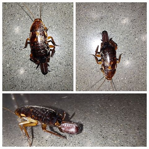 Turkestan cockroach