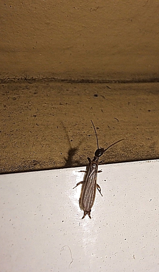 Oligotoma nigra  Anisembiidae,Black Webspinner,Embioptera,Fall,Geotagged,Oligotoma nigra,United States,male,webspinner