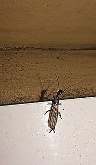 Oligotoma nigra Anisembiidae,Black Webspinner,Embioptera,Fall,Geotagged,Oligotoma nigra,United States,male,webspinner