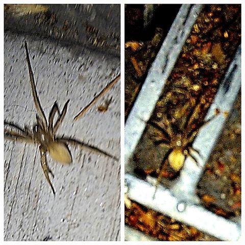 CHEIRACANTHIUM INCLUSUM Not the best picture when your subject is running away from you.  Araneae,Cheiracanthium inclusum,Eutichuridae,Geotagged,Male,United States,black-footed yellow sac spider