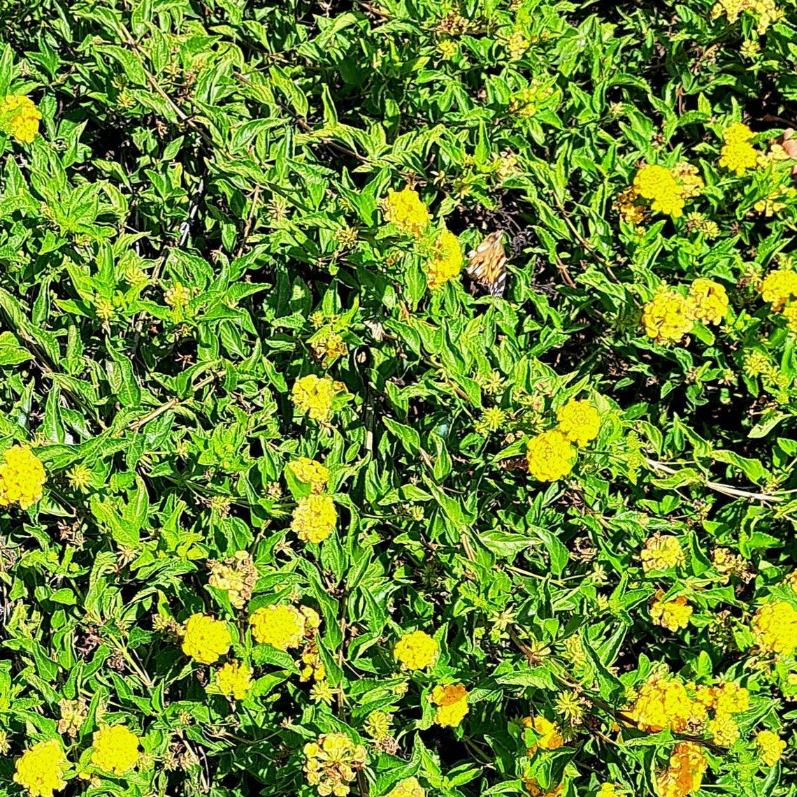 American painted lady on Lantanas  American Painted Lady,Fall,Geotagged,Lantanas,United States