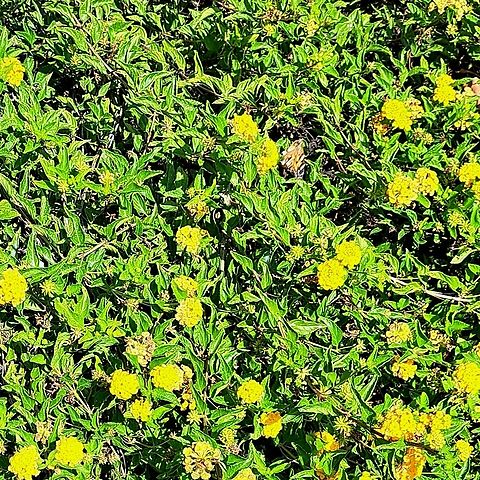 American painted lady on Lantanas  American Painted Lady,Fall,Geotagged,Lantanas,United States