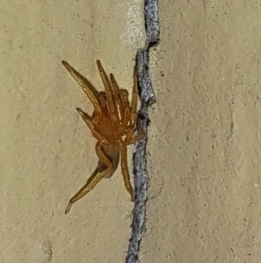 Male southern house spider small Saw this tiny guy at the door Fall,Geotagged,Kukulcania hibernalis,Southern house spider,United States,southern house spider