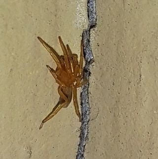 Male southern house spider small Saw this tiny guy at the door Fall,Geotagged,Kukulcania hibernalis,Southern house spider,United States,southern house spider