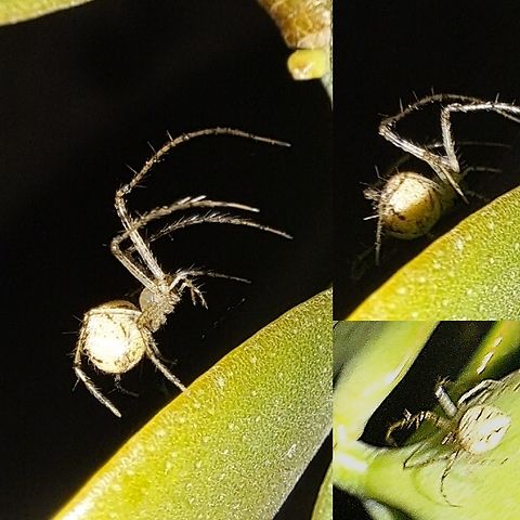 Larinioides Another small spider. Got a great side profile.  But the front one not as great.  Neighbor cat likes to rub on everything so I had to capture the picture quickly.  Geotagged,Jade plant,Larinioides,United States,orb weaver spider
