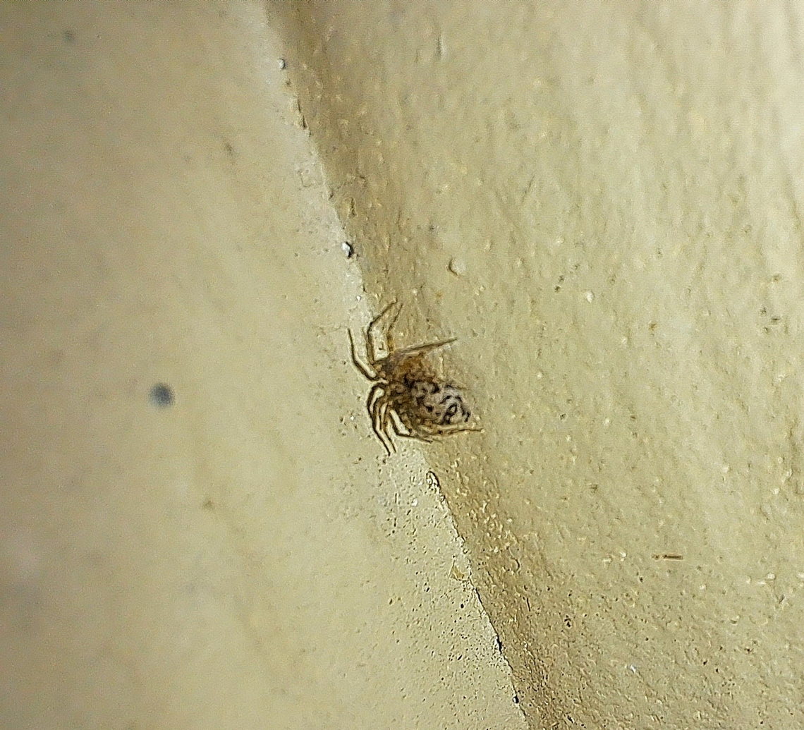 Wall spider  Fall,Geotagged,United States,Wall spider