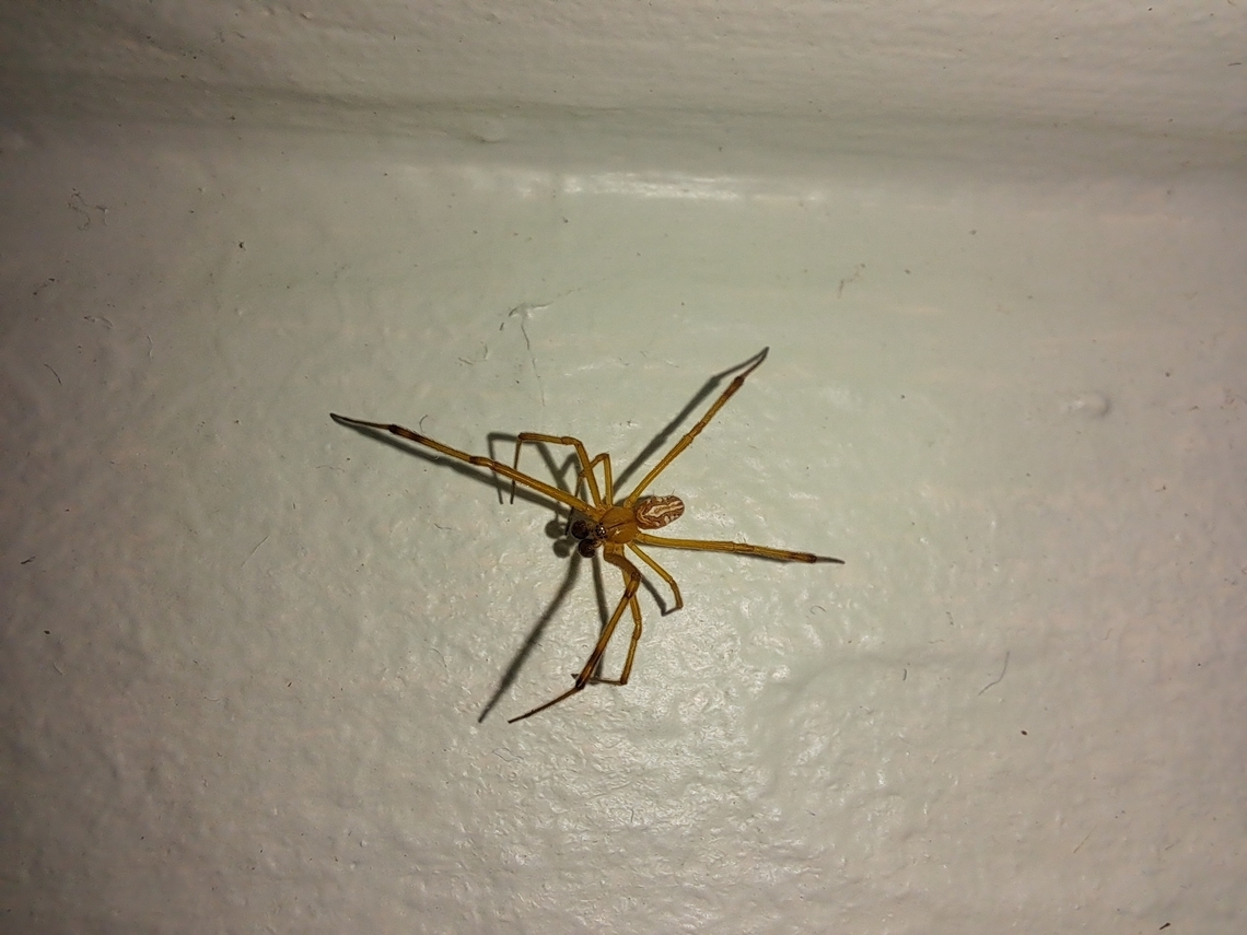 Immature brown widow male Found it in the house  Brown Widow,Brown widow,Fall,Geotagged,Latrodectus geometricus,United States,immature,male,spider