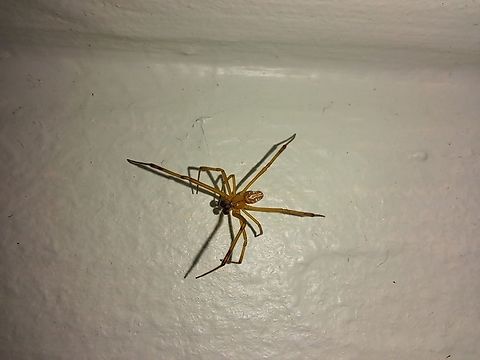 Immature brown widow male Found it in the house  Brown Widow,Brown widow,Fall,Geotagged,Latrodectus geometricus,United States,immature,male,spider