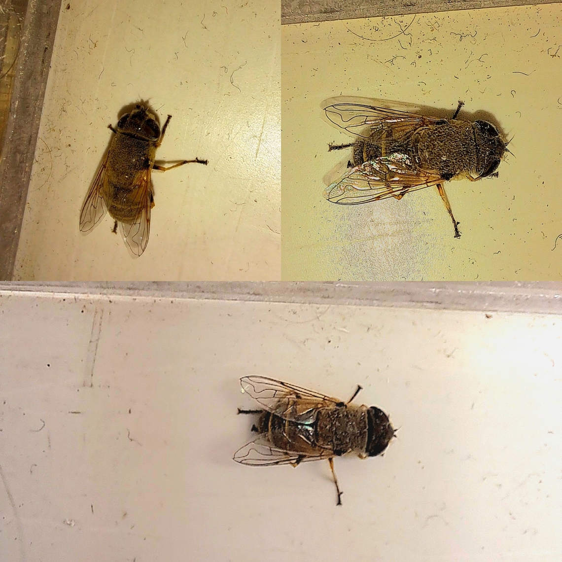 Eristalis tenax Looked a little dusty when I saw it at work.  Common Drone Fly,Drone fly,Eristalis tenax,Geotagged,United States,hoverfly