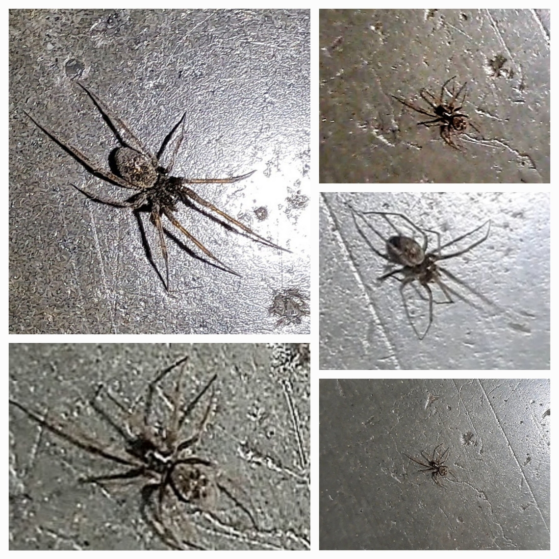 barn funnel weaver Tried to get the clearest picture, but it started to run around.  It is about 1 cm long. Not sure of the species of if it will still change color.  Agelenidae,Geotagged,Tegenaria domestica,United States,barn funnel weaver,juvenile,spider