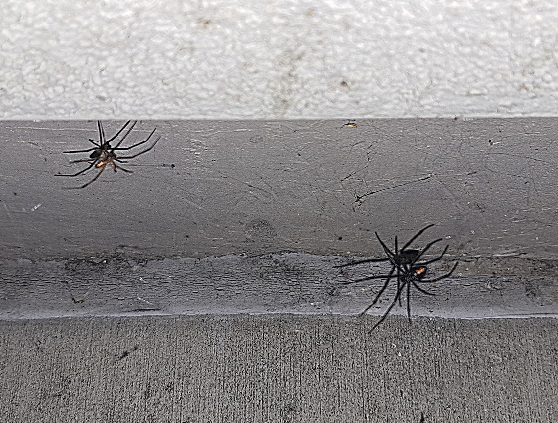 Western black widow with dinner guest.;)Latrodectus hesperus She looks a little skinny. Should he worry? Fall,Geotagged,Latrodectus hesperus,United States,Western black widow spider,female,male