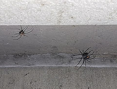 Western black widow with dinner guest.;)Latrodectus hesperus She looks a little skinny. Should he worry? Fall,Geotagged,Latrodectus hesperus,United States,Western black widow spider,female,male