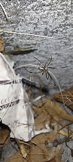 Female juvenile western black widow  Fall,Female,Geotagged,Latrodectus hesperus,United States,Western black widow spider,juvenile