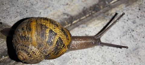 Cornu aspersum  Cornu aspersum,Fall,Garden Snail,Garden snail,Geotagged,United States