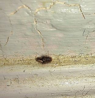 Dermestidae larvae  Anthrenus verbasci,Dermestidae,Fall,Geotagged,Larvae,United States,Varied carpet beetle