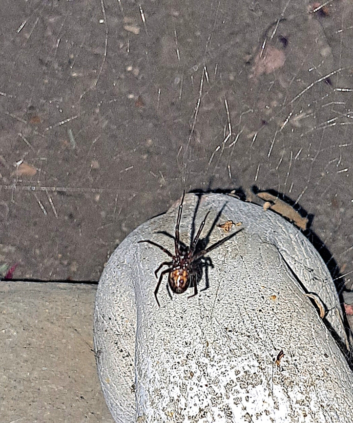 Female noble false widow This one has markings so, I&#039;m not sure which type it is. Best image I could get without disturbing the web. Fall,Female,Geotagged,Noble False Widow,Steatoda nobilis,United States,female