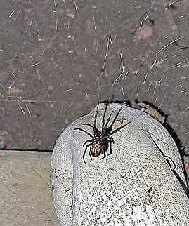 Female noble false widow This one has markings so, I'm not sure which type it is. Best image I could get without disturbing the web. Fall,Female,Geotagged,Noble False Widow,Steatoda nobilis,United States,female