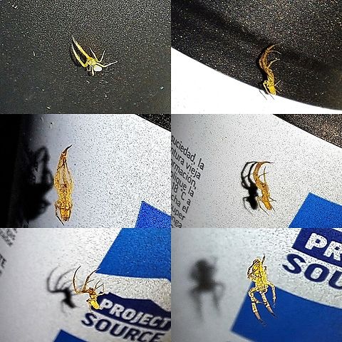 Uloborus diversus marx Tried to get every angle without disturbing it. Size comparison to a spray paint can. Geotagged,Uloborus diversus,Uloborus diversus marx,United States,cribellate orb weaver,small,spider,yellow