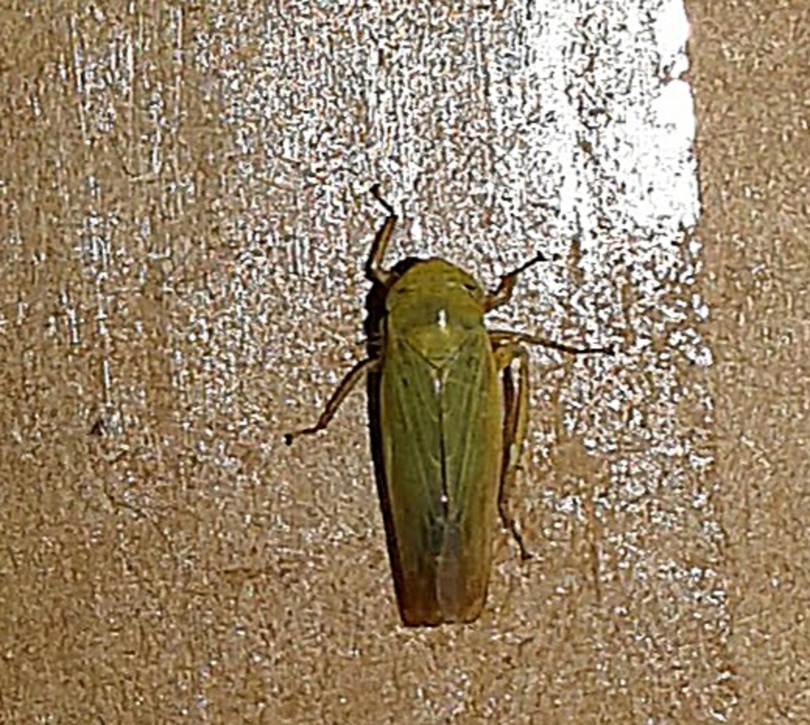 Macrosteles With leg missing.  Took this picture years ago. Geotagged,Leafhopper,Macrosteles,Spring,United States