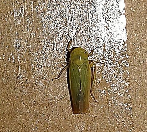 Macrosteles With leg missing.  Took this picture years ago. Geotagged,Leafhopper,Macrosteles,Spring,United States