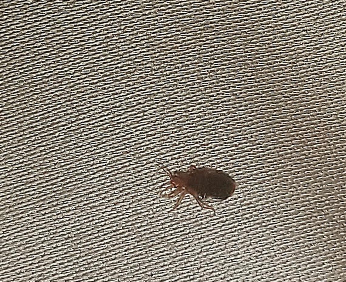 Cimex lectularius  Cimex lectularius,Fall,Geotagged,United States,bed bug