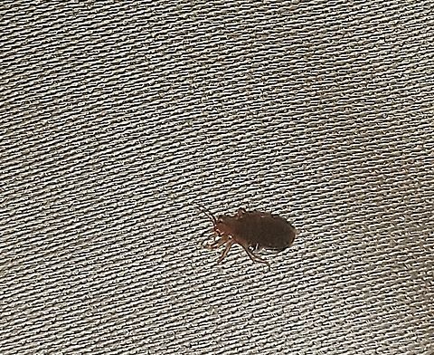 Cimex lectularius  Cimex lectularius,Fall,Geotagged,United States,bed bug