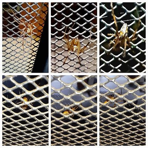 Male Western black widow  Latrodectus hesperus Tolerate my light. It was there since last night.  Geotagged,Latrodectus hesperus,Spider,United States,Western black widow spider,male