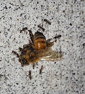 Apis mellifera  Ants,Apis mellifera,Fall,Female,Geotagged,United States,Western honey bee,worker