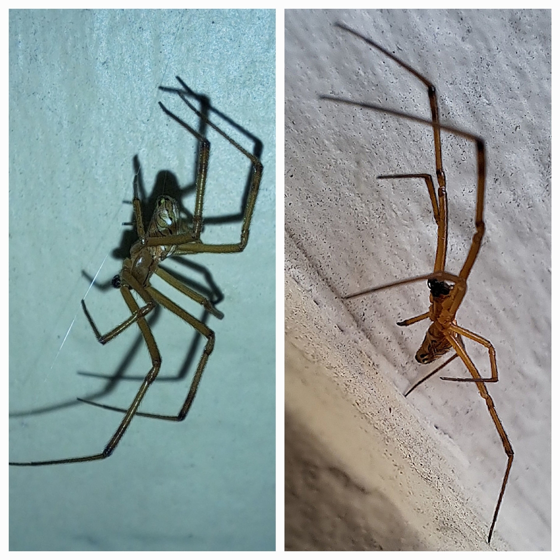 Latrodectus hesperus male The front door area has become a bachelor pad for male Western black widows. The other one is still on the screen door. Different lighting.  Different sides. Geotagged,Latrodectus hesperus,United States,Western black widow spider,male