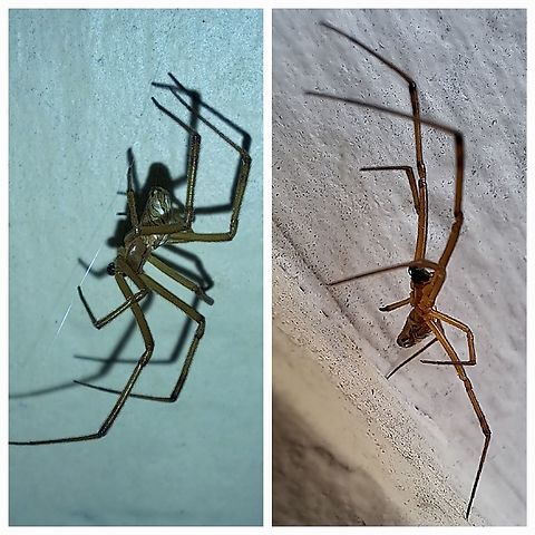 Latrodectus hesperus male The front door area has become a bachelor pad for male Western black widows. The other one is still on the screen door. Different lighting.  Different sides. Geotagged,Latrodectus hesperus,United States,Western black widow spider,male
