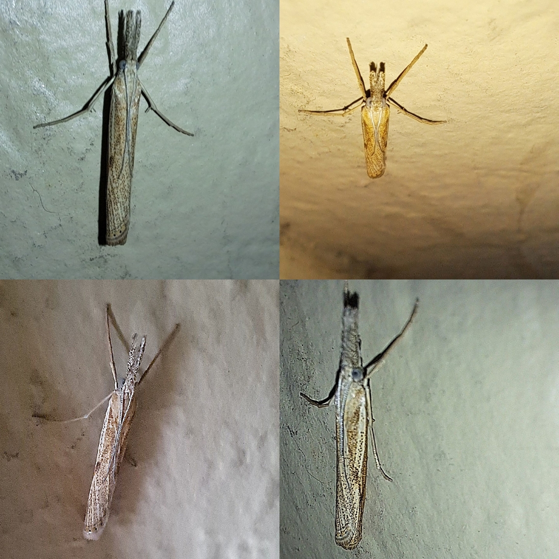 Crambus, grass moth At the moment, like all kinds of diverse, it hangs out by the front door. Due to the drought,  there isn't any grass on the lawn. I don't know the exact species but got pretty good close ups. Agriphila,Agriphila vulgivagellus,Crambus,Geotagged,Grass Moth,United States,grass veneer,spots,vagabond crambus