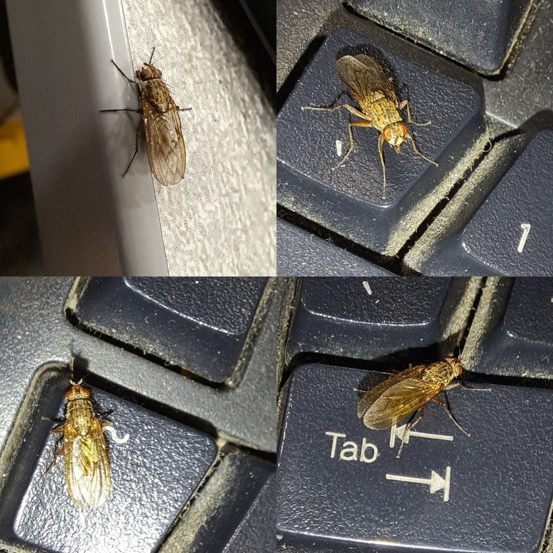 An uninvited fly at lunch I'm not quite sure of what fly it is so I put multiple types. Delia radicum,Fly,Geotagged,Pegomya,United States