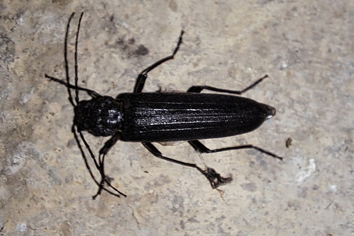 long horned beetle new house borer I work at a hardware store so..... might want to let someone know about this.  Arhopalus productus,Fall,Geotagged,Hylotrupes,United States,beetle,long horned beetle,male,new house borer,wood eater