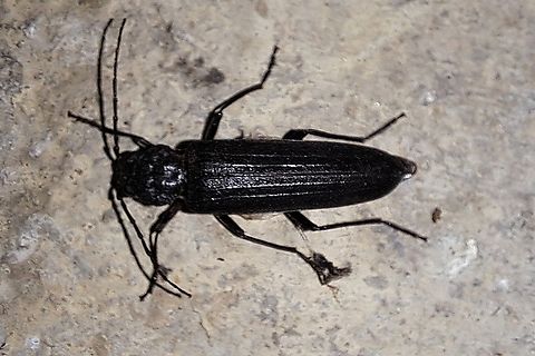 long horned beetle new house borer I work at a hardware store so..... might want to let someone know about this.  Arhopalus productus,Fall,Geotagged,Hylotrupes,United States,beetle,long horned beetle,male,new house borer,wood eater