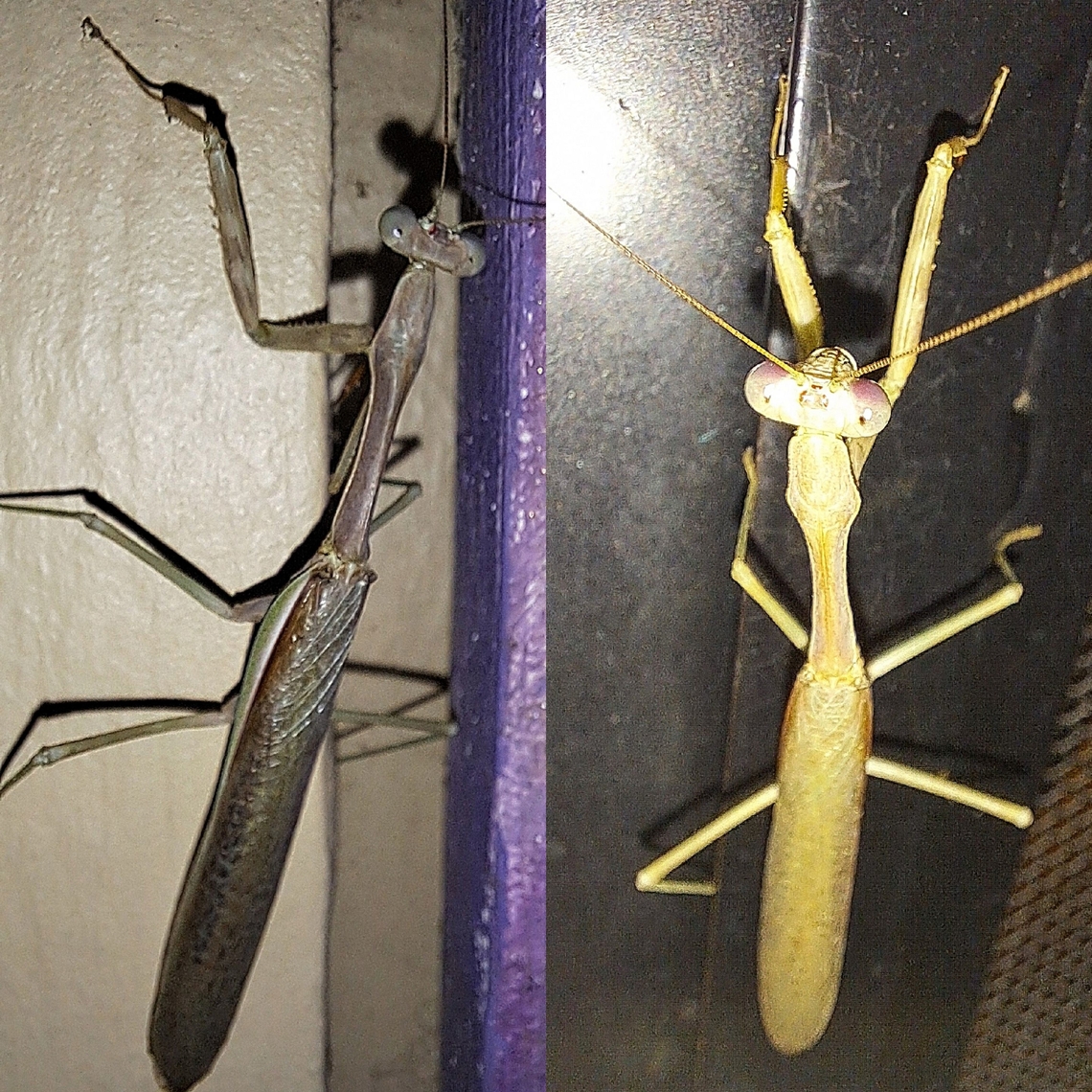 Stagmomantis californica My phone creates different colors. The first one is more natural.  I had to save its life because the cat was trying to eat it. California Praying Mantis,California mantis,Geotagged,Stagmomantis californica,United States,praying mantis