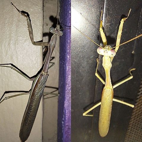 Stagmomantis californica My phone creates different colors. The first one is more natural.  I had to save its life because the cat was trying to eat it. California Praying Mantis,California mantis,Geotagged,Stagmomantis californica,United States,praying mantis